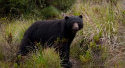 El oso andino es considerado el guardián de los páramos y del agua. / Foto: Colprensa