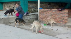 Una misión altruista desarrolla la maestra de la Institución Educativa Francisco Fernández de Contreras, Julieth Navarro Baene, con los perros en condición de calle. / Foto: Cortesía / La Opinión 