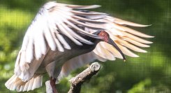 Toki, un pájaro reintroducido en Asia 