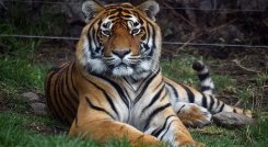 Frida y la nueva vida de grandes felinos convertidos en mascotas./Foto: Alfredo Estrella - AFP