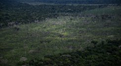 Deforestación amenaza la Amazonía. / Foto: AFP