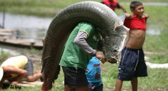 Pirarucú: ¿el pez que llevó a un doble homicidio en la Amazonia?/Foto: internet