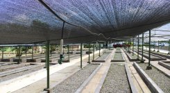 En el vivero se producen especies de abarco, caoba, cedro, cañaguate, urapo, moncoro, samán, entre otras. / Cortesía En el vivero se producen especies de abarco, caoba, cedro, cañaguate, urapo, moncoro, samán, entre otras. / Cortesía 