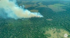 Expertos desconfían de cifras oficiales de deforestación 