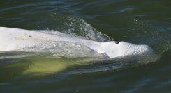 Ballena blanca. / Foto: AFP