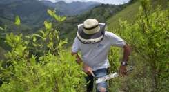 Catatumbo, la región cocalera de Colombia donde perdió la paz y la guerra antidrogas./Foto: AFP