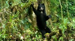 Conozca los mamíferos que viven en Santurbán