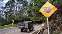 Animales en carretera.