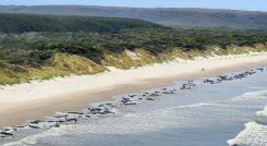 Ballenas-Tasmania. / Foto: AFP