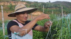 Jóvenes del Catatumbo reciben charlas y capacitaciones para que se queden en la región y preserven los cultivos lícitos.