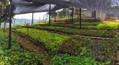 El Instituto Colombiano Agropecuario, ICA, entrega el registro para la producción de material forestal al vivero El Edén del corregimiento de Buenavista, comprensión rural del municipio de Ocaña.