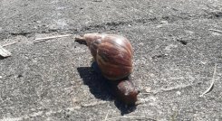 caracol