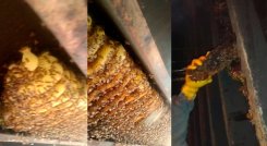ABEJAS