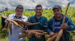 La yuca del Catatumbo pide pista en mercados