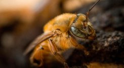 Se busca prohibir el uso de fipronil en el país, que está afectando a las abejas.