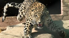 Un leopardo mascota siembra pánico en barrio de la capital de Pakistán