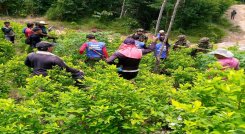 En riesgo se encuentra la seguridad alimentaria en la zona del Catatumbo. La gente está aguantando física hambre.