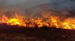 Unas 70 hectáreas de capa vegetal fueron quemadas por un incendio forestal en Ábrego.