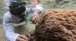 Coral Blando Venezuela 