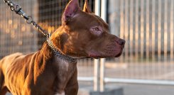 Los pitbulls no son perros ‘asesinos’