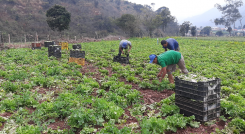 Agricultores venezolanos