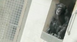 El emotivo momento en el que una chimpancé ve el cielo por primera vez en su vida