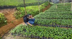 Las mujeres campesinas reforestan las cuencas hidrográficas de Ocaña./ Cortesía.