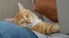 Gatos