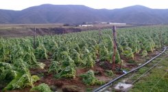 Grandes pérdidas económicas reportan los cultivadores de Ábrego/ Fotos: Cortesía.