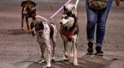 Las mascotas aumentan la felicidad en casa, entendida como lugar emocional