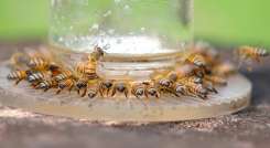 Abejas