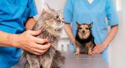 Mascotas en el veterinario.