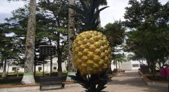 Para sembrar una hectárea de piña se requiere una inversión de $25 millones. / Fotos: Cortesía / La Opinión