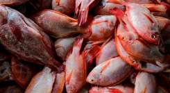 Pescados