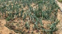 La ausencia de las lluvias han producido la resequedad de los terrenos./ Foto cortesía