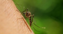 Norte de Santander es el séptimo departamento con mayor número de casos de dengue en el país.  /Foto: Archivo 