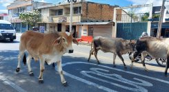 Operativos especiales para recoger semovientes anuncia el Gobierno local./Foto: cortesía