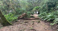 Ante la proximidad de las fiestas patronales voceros comunales solicitan el arreglo del sendero peatonal hacia el santuario/ Foto: Cortesía