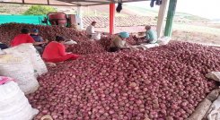 Los cultivadores de cebolla de la zona del Catatumbo claman por la salvaguarda del producto en tiempo de cosecha./ Foto cortesía: La Opinión.