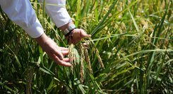 En Norte de Santander, los rendimientos del arroz disminuyeron entre 1 tonelada y 1.5 toneladas por hectárea, según Fedearroz./ Foto Archivo