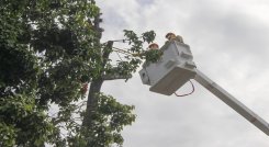 Hicieron poda preventiva de las ramas de un árbol centenario en el barrio El Retiro de Ocaña./ Foto cortesía: La Opinión.