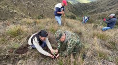 En una vereda del municipio de Mutiscua, en zona del páramo Santurbán, fueron sembrados los frailejones/Foto cortesía