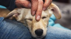 Se organizará una jornada de donación de alimentos para hogares de paso que acogen a animales rescatados./ Foto: Cortesía 