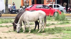 Habrá mano dura sobre los propietarios de semovientes callejeros en Ocaña./ Foto: Cortesía