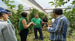 Un plan piloto con la gulupa da los primeros frutos y comienza a conquistar mercados internacionales. Foto Cortesía.