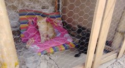Las mascotas sobrevivientes de la guerra tienen un lugar especial en el alojamiento temporal de la plaza de ferias de Ocaña.