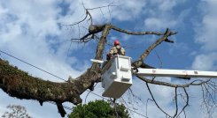En Ocaña se erradica una ceiba centenaria porque representaba peligro.