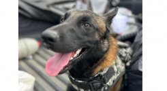 Así la guerrilla entrenó a perro para detectar soldados y policías