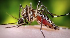Cartagena sigue siendo la ciudad más afectada por el dengue en el país. / Foto: Cortesía.