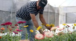 Flores de Colombia. / Foto La Opinión